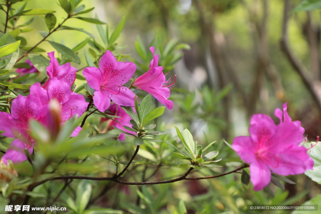 蔓长春花