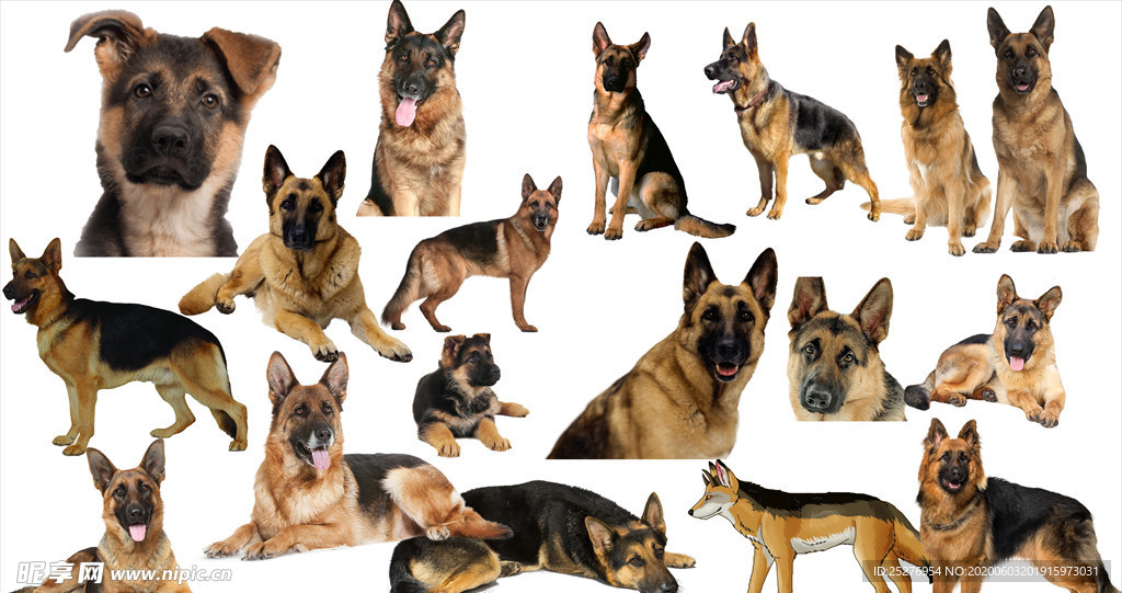 德牧犬png免扣图片
