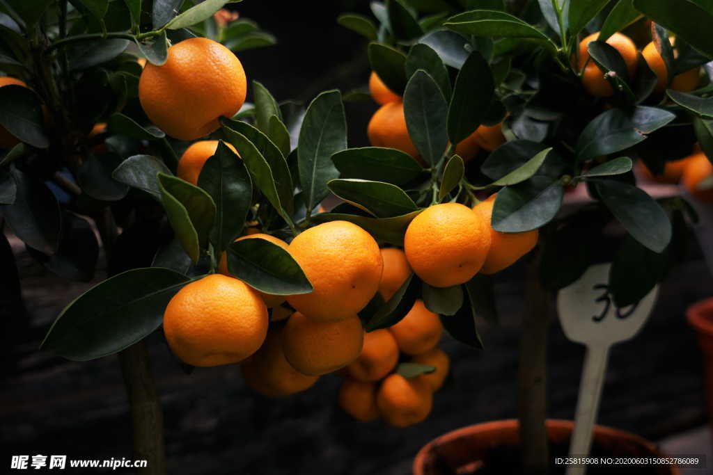 橘子柑橘橙子桔子图片