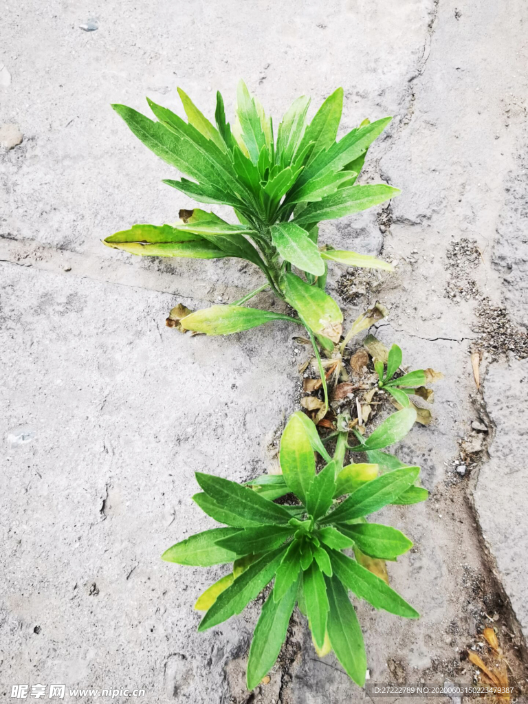 小蓬草