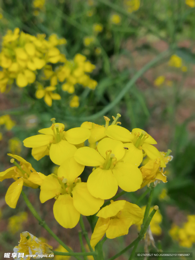 花
