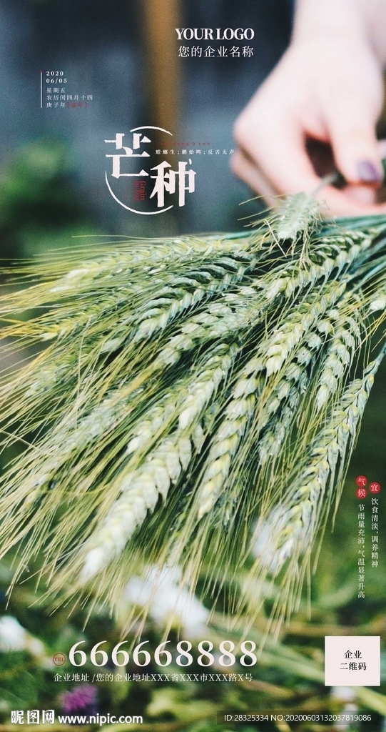 芒种节气海报