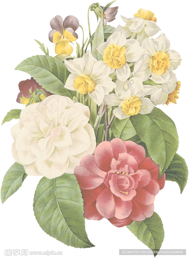 手绘插画植物花朵