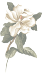 手绘花