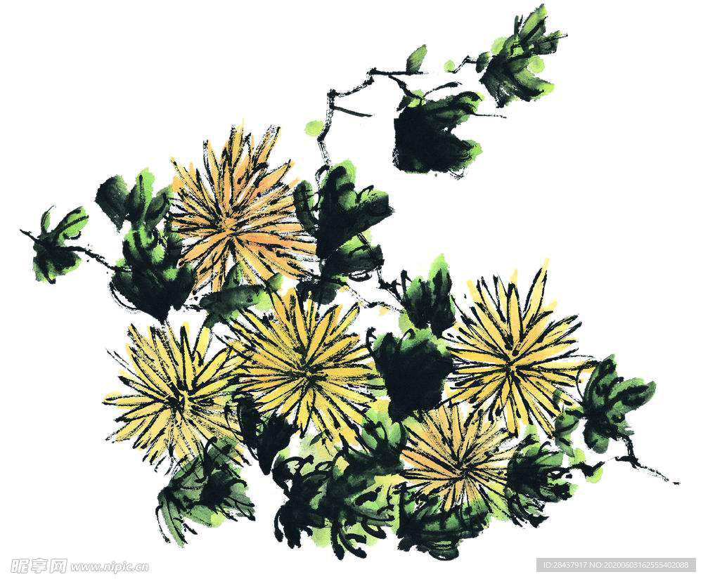 菊花