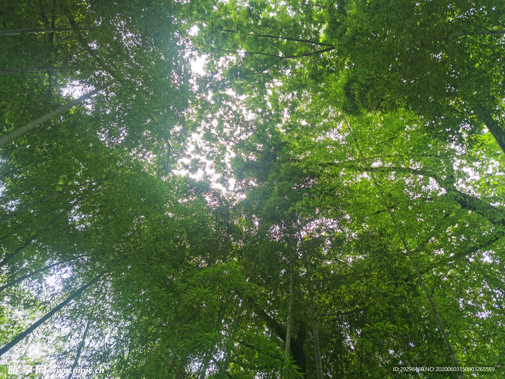 竹林
