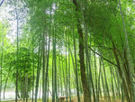 竹林
