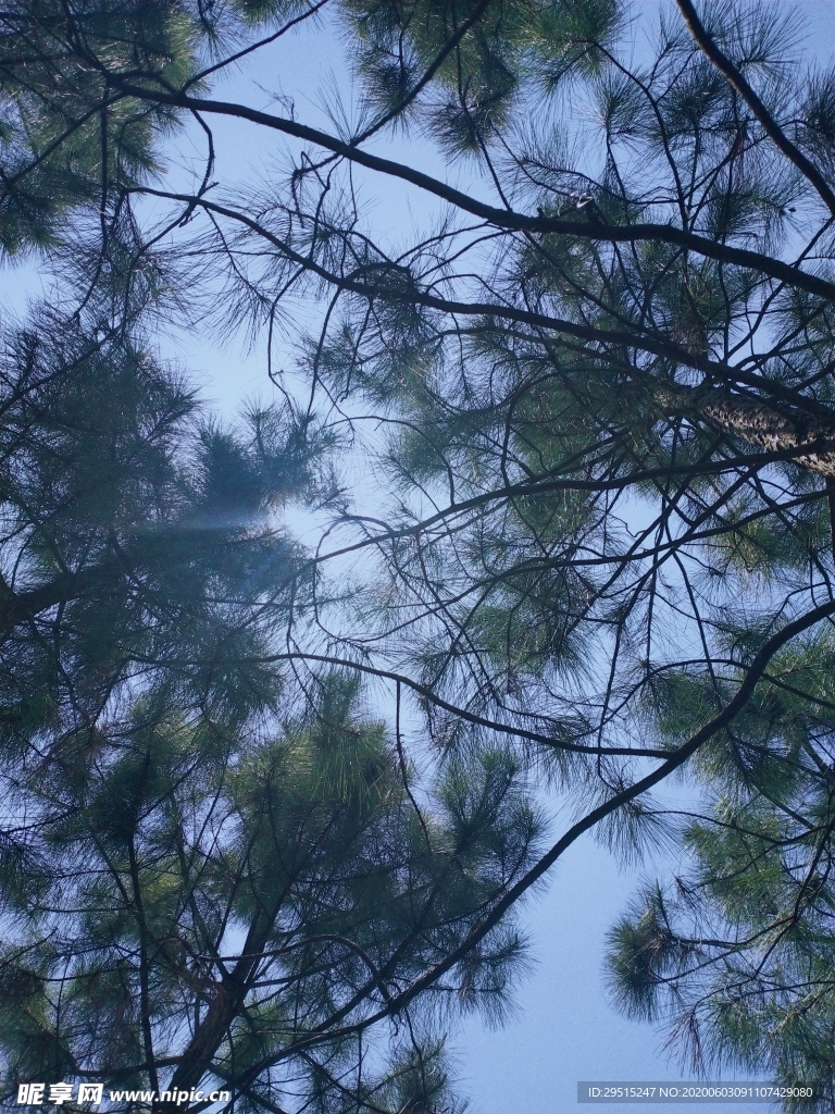 天空树
