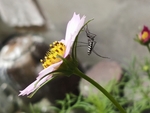 非洲菊花蚊子