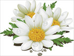 白花