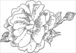 手绘花