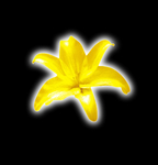 小黄花