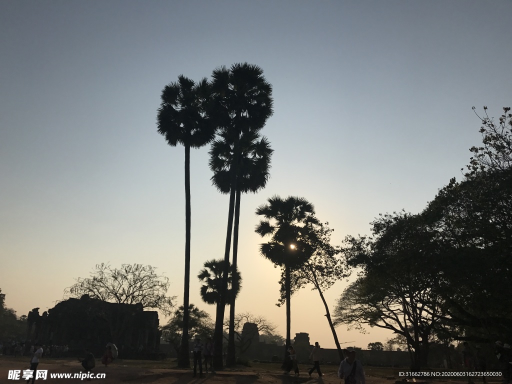 柬埔寨椰树 黄昏
