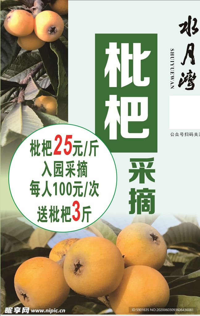 枇杷采摘