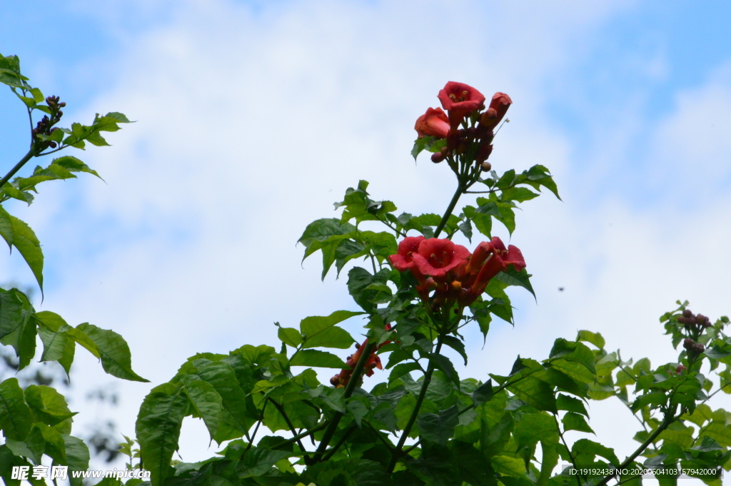 凌霄花