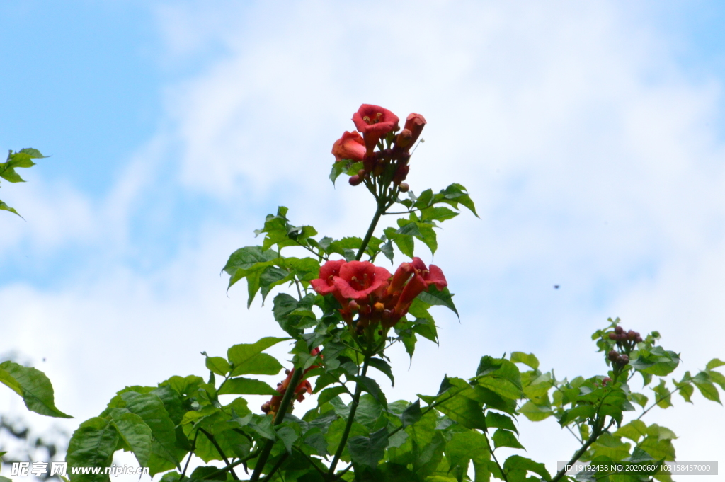 凌霄花