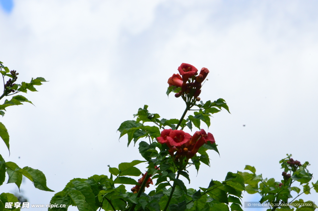 凌霄花