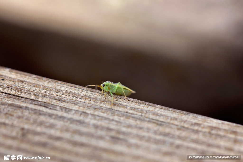 蚂蚱蝗虫蚱蜢图片