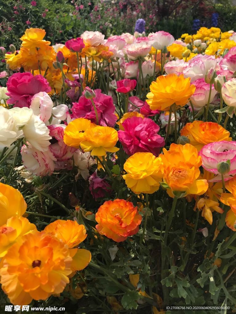 花朵拍摄