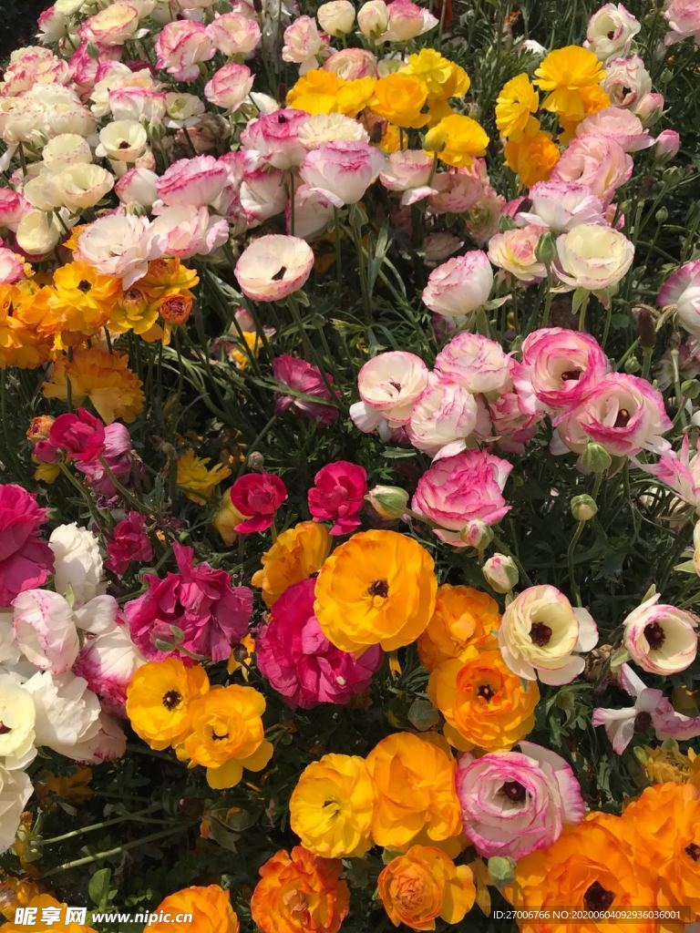 花朵拍摄