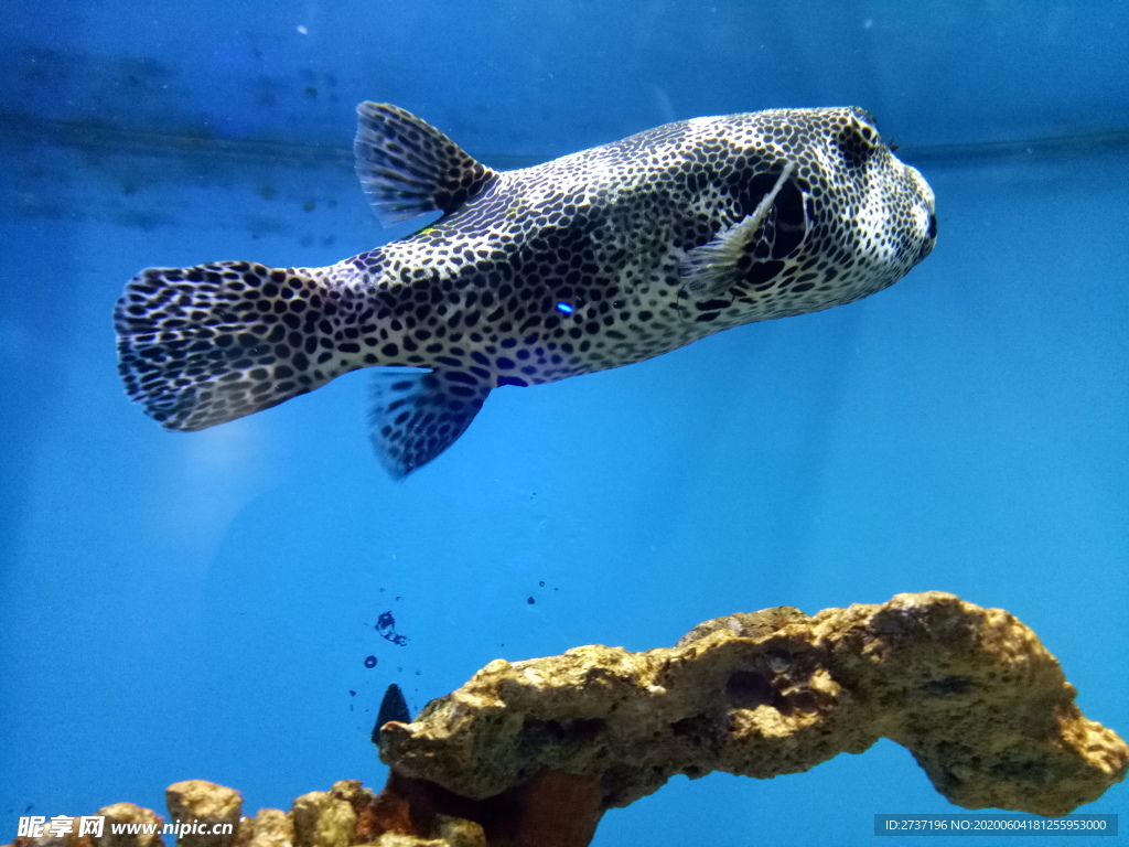 海洋生物