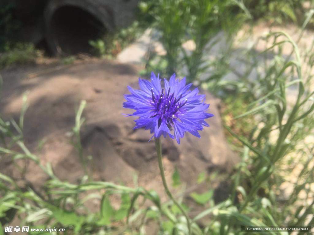 紫色小花