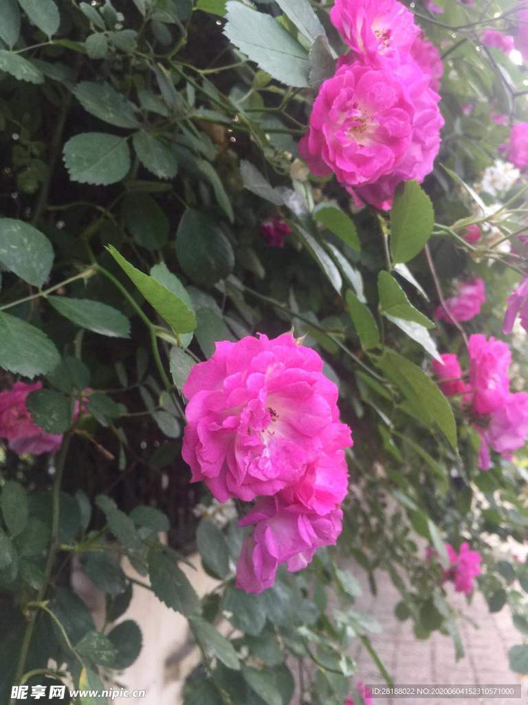 蔷薇