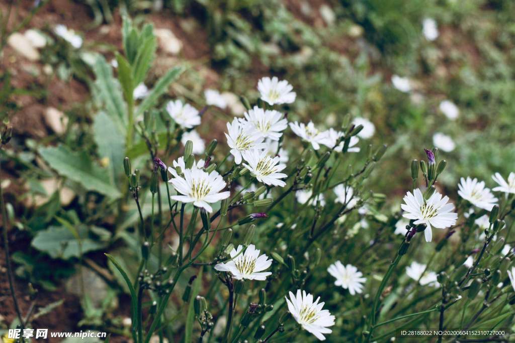 花