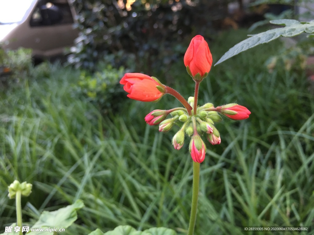 鲜花 绿植 天竺葵 鲜花花卉