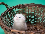 在竹篮里的猫
