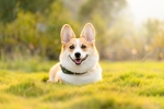 阳光下可爱的柯基犬