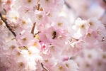 淡粉色 樱花 花瓣