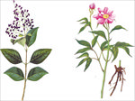 珍贵药材