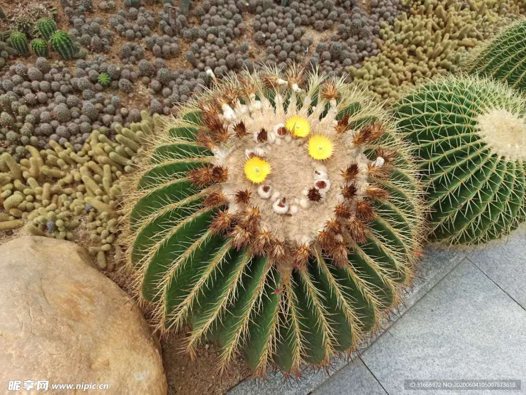 仙人掌