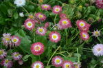 雏菊