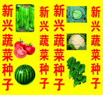 蔬菜种子