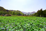 安吉 余村