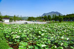 安吉 余村