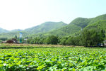 安吉 余村