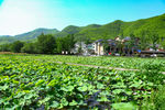 安吉 余村