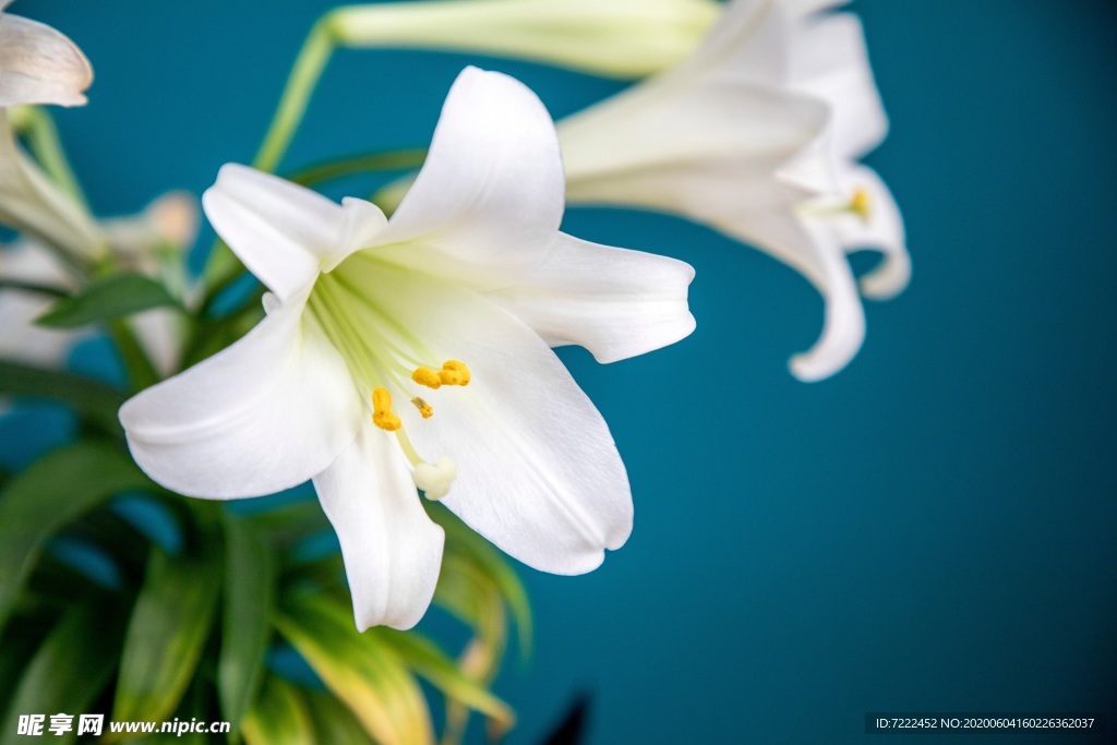 百合花