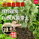 折耳根