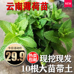 薄荷