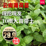 薄荷