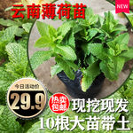 薄荷