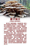 野生菌
