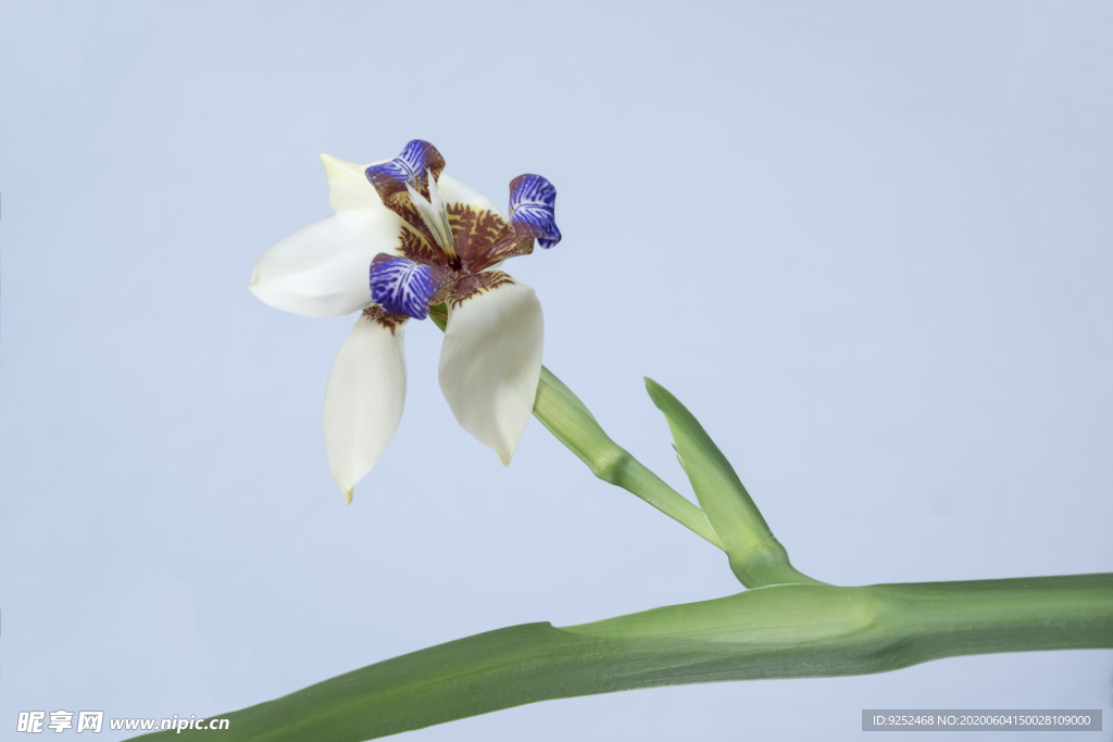 鸢尾花