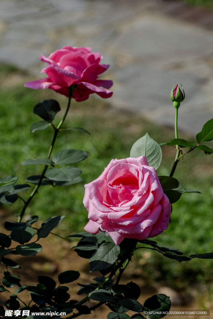 玫瑰花