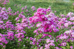 蔷薇花丛