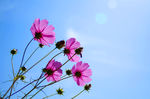 格桑花